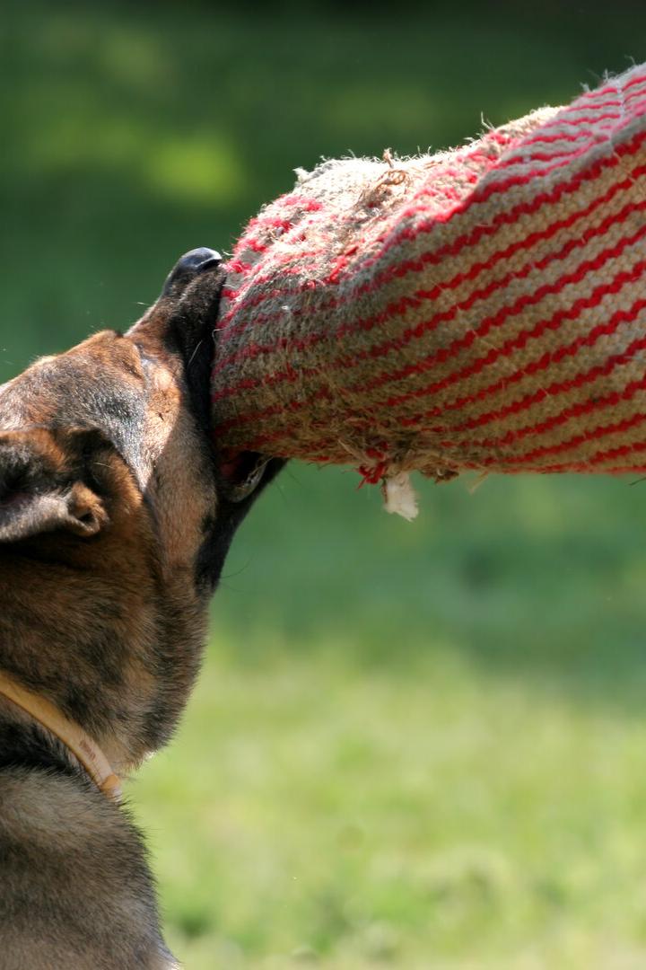 Police dog
