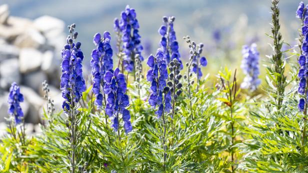 Blauer Eisenhut: Pflanzen in der Sonne