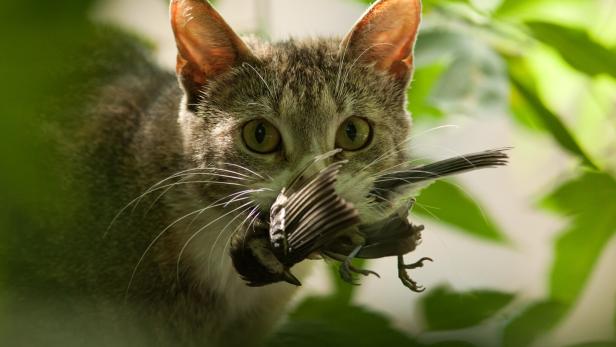Vögel schützen: Kommt Hausarrest für Katzen in Österreich?