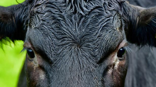 Cattle