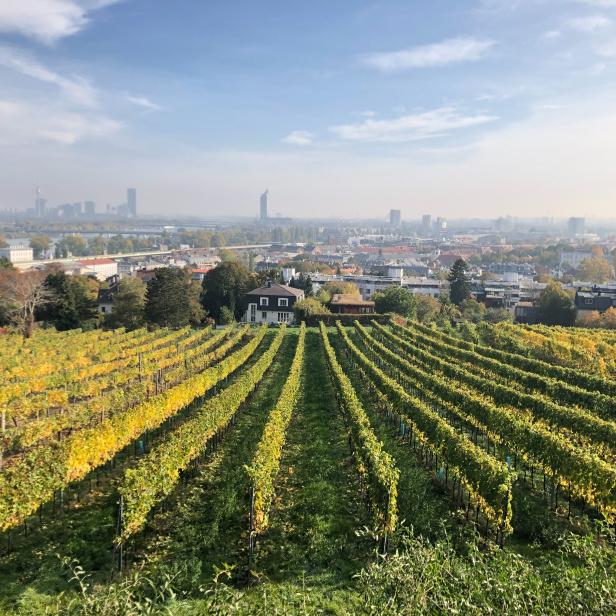 Sommer in Wien: Hier können Sie der Hitze am besten entfliehen