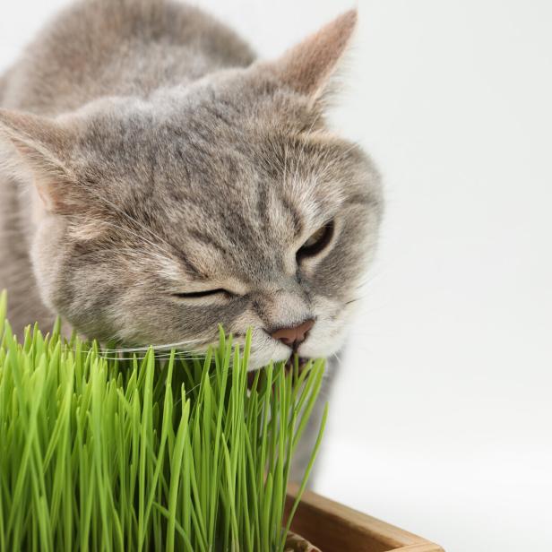 Eine graue Katze frisst Katzengras.